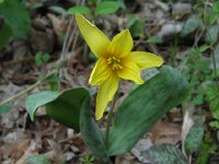 Trout Lilly